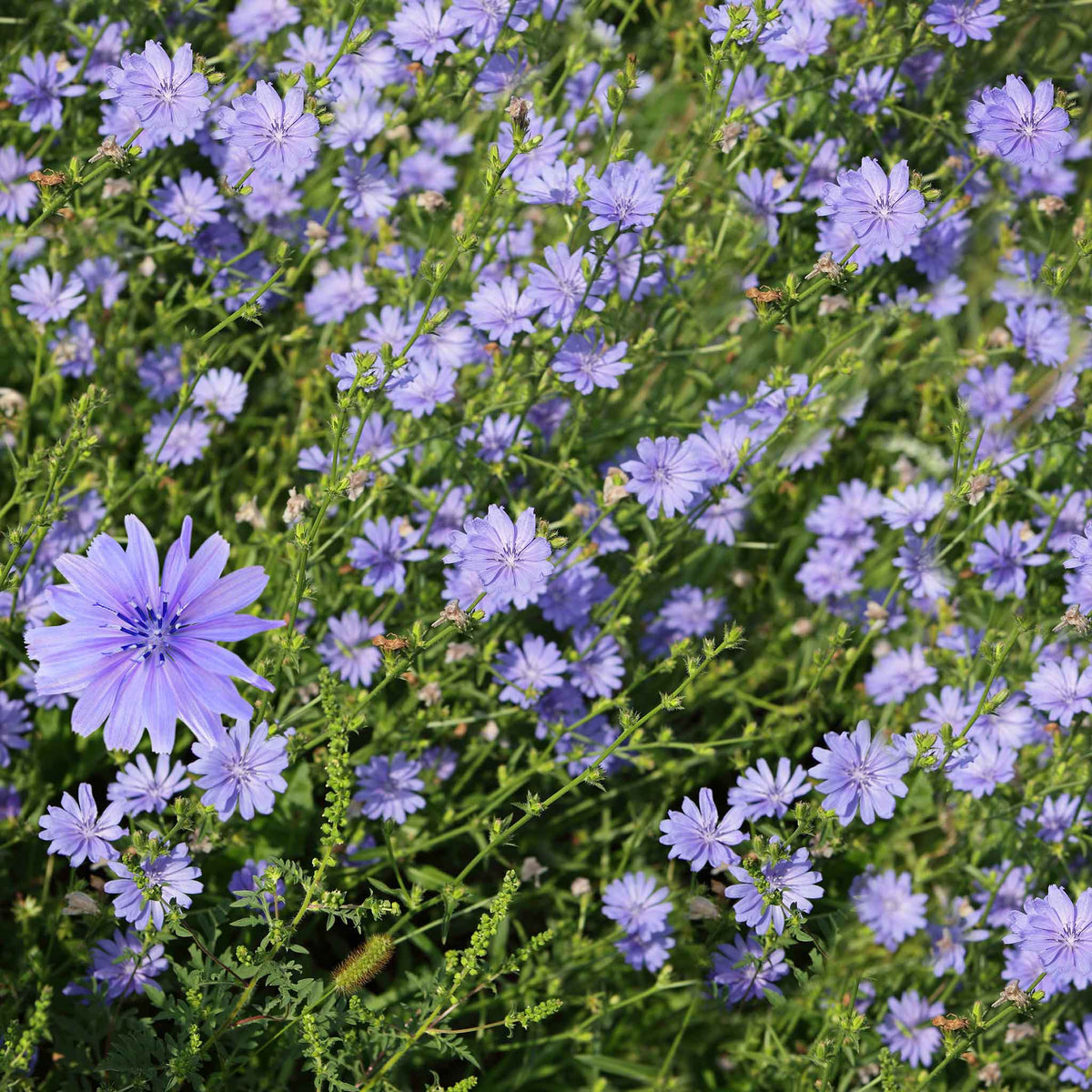 A close-up of a small, white, star-shaped chicory flower,  surrounded by green leaves.
