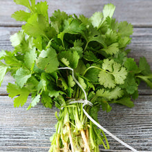 A close-up of a bundle of organic cilantro stems showing the fresh texture of each leaf.