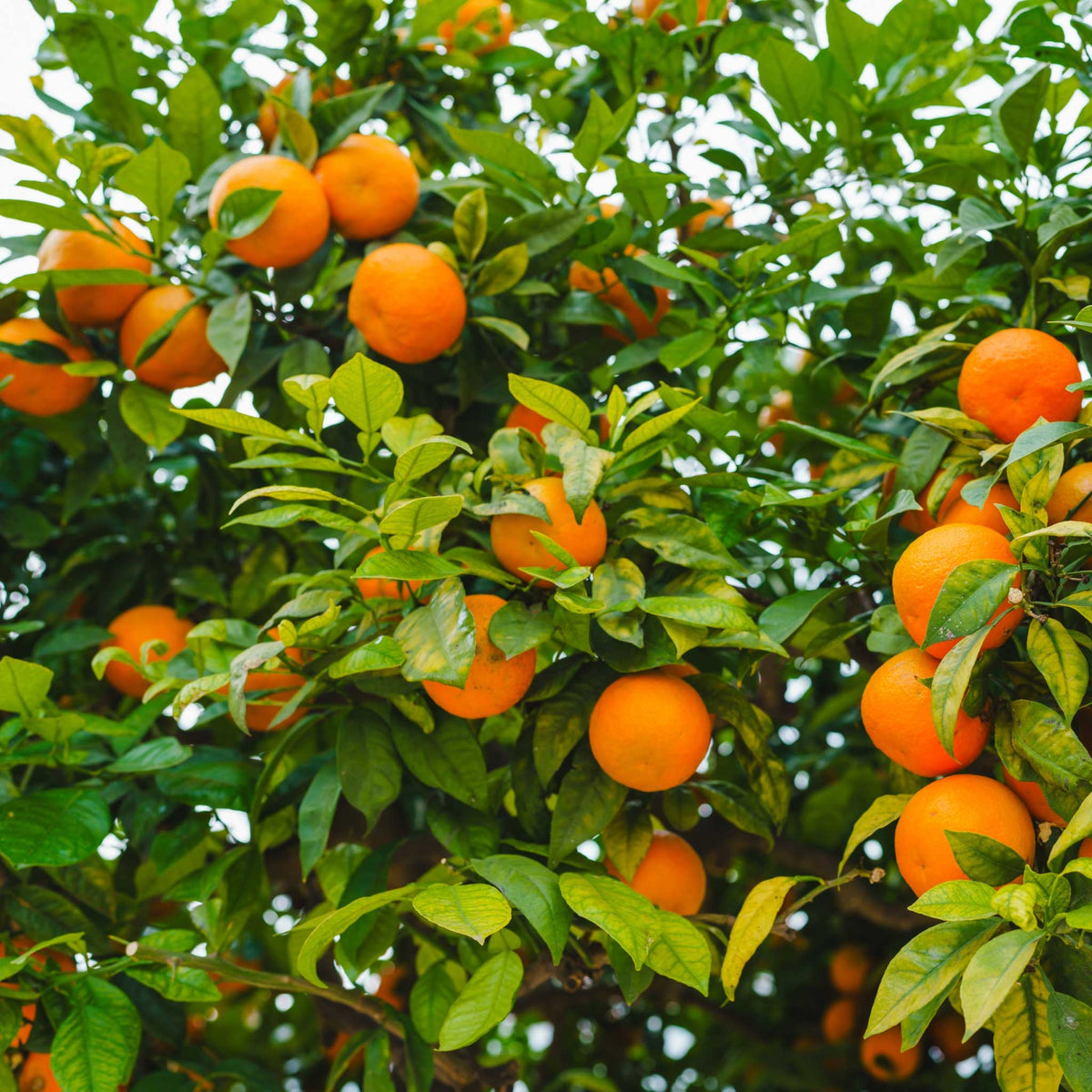 A close-up view of a clementine mandarin laden with bright orange oranges among dense green leaves.