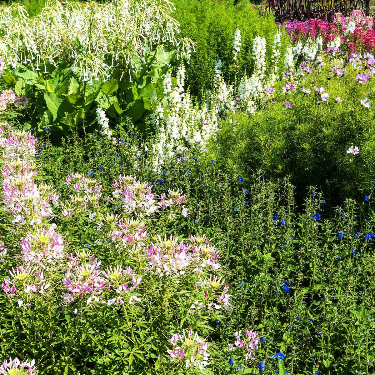 Pink Cleome Sparkler Blush flowers on tall green stems against a blurred garden background.