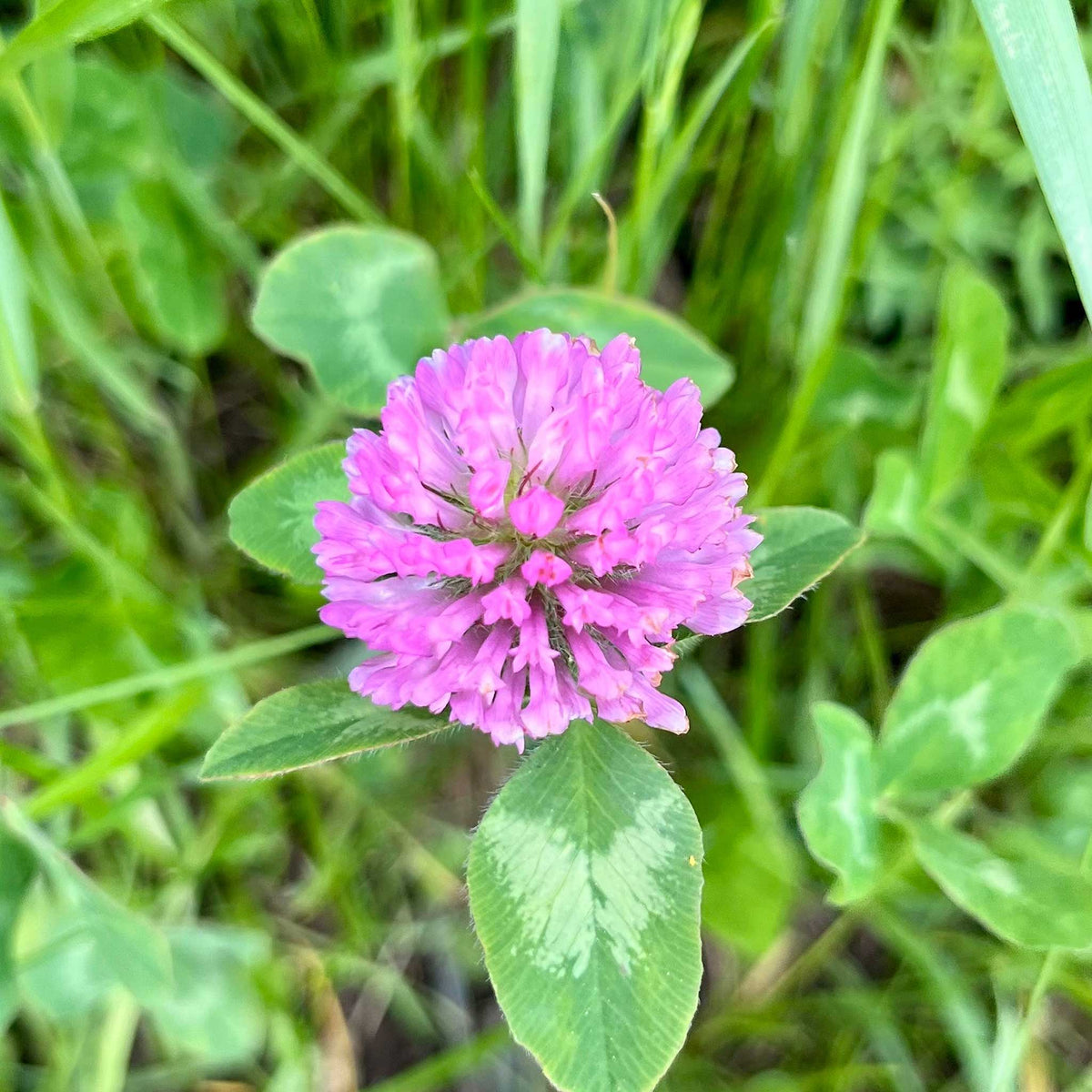 Pink flower of the clover medium red cover crop with green leaves on a blurred green background