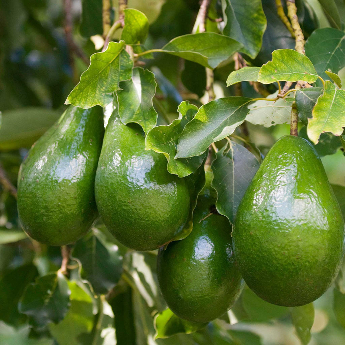 Four green avocados hanging from a tree branch with green leaves in a natural outdoor setting.