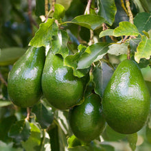 Four green avocados hanging from a tree branch with green leaves in a natural outdoor setting.