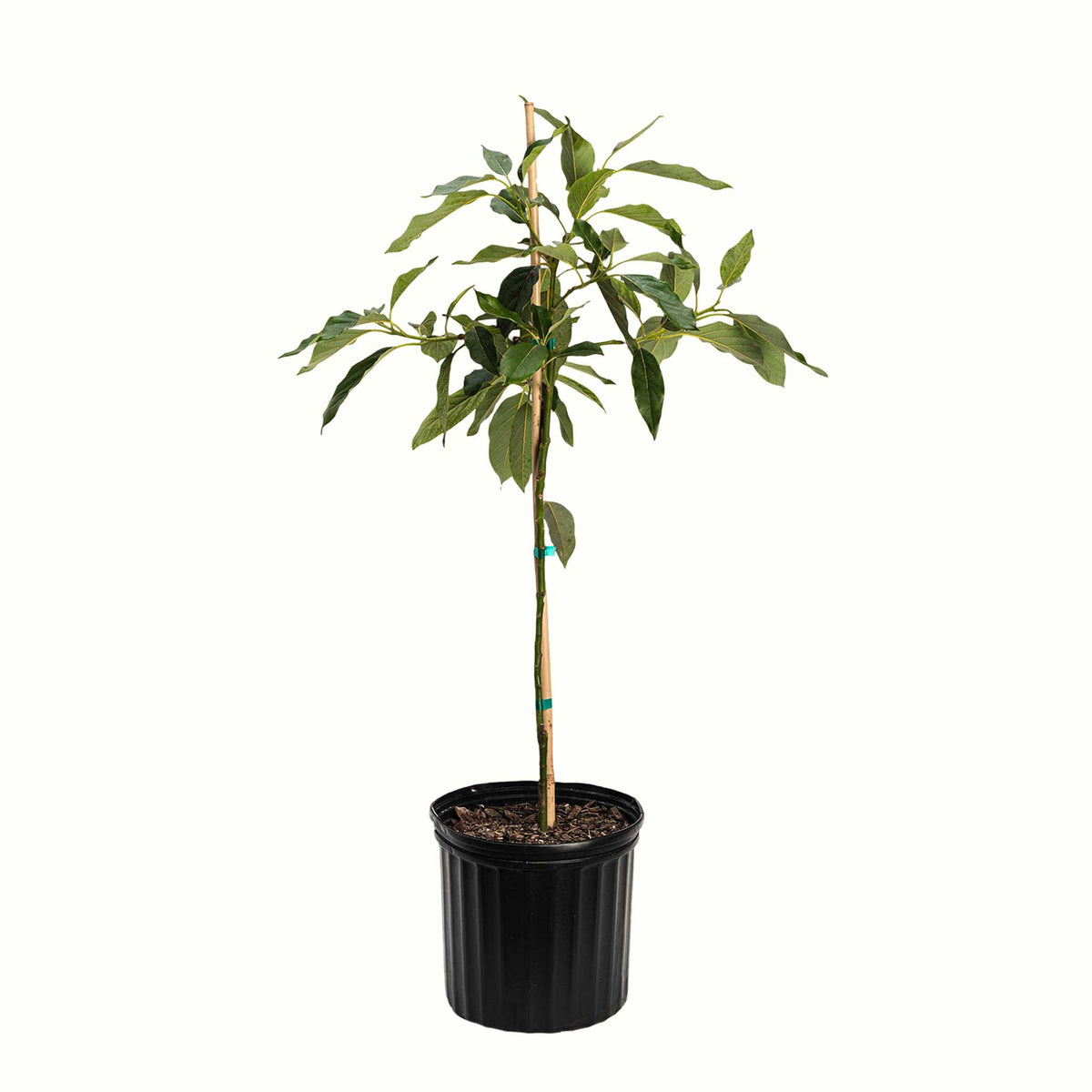 A potted young cold hardy avocado tree with green leaves and a bamboo stake, in a black plastic nursery pot, isolated on a white background.