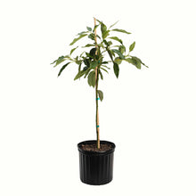 A potted young cold hardy avocado tree with green leaves and a bamboo stake, in a black plastic nursery pot, isolated on a white background.