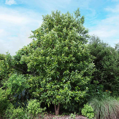 Large green cold hardy avocado tree with a clear blue sky background
