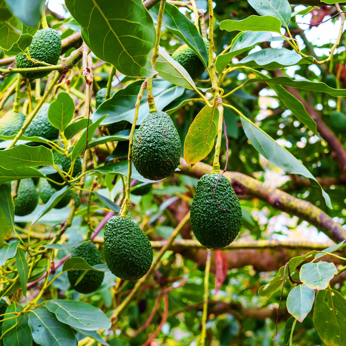 Several green avocados hanging from branches with dark green leaves in a tree outdoors.