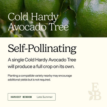 Informational graphic for a Cold Hardy Avocado Tree, featuring a top photo of green avocados and text stating it is self-pollinating and produces a full crop on its own.