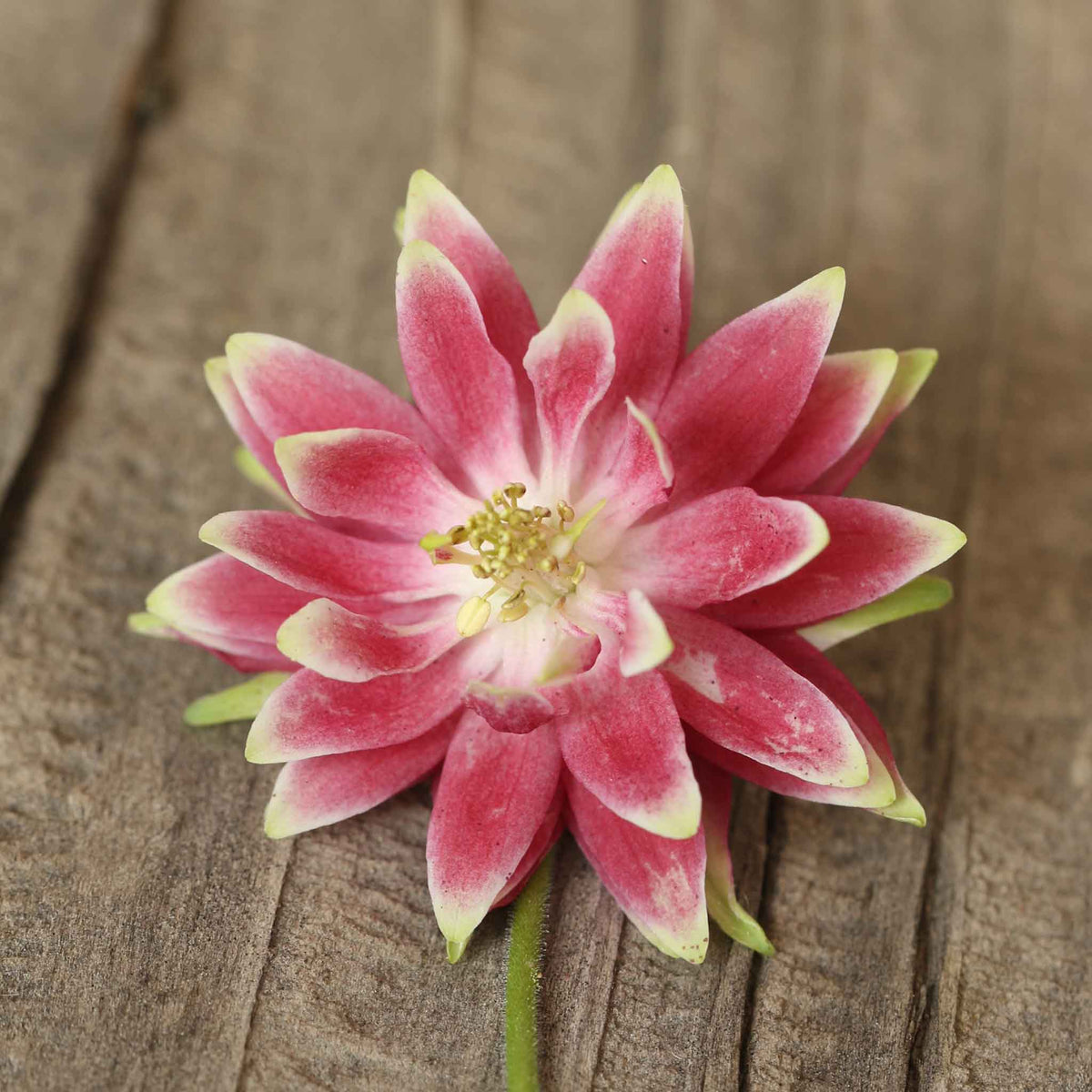 Pink and white columbine Nora Barlow flower against a warm brown wooden background.