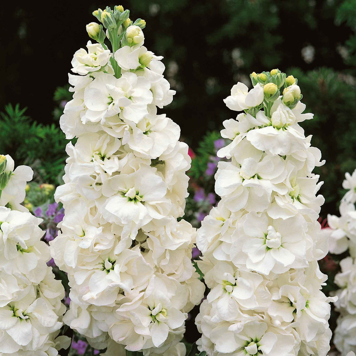 White goddess stock flowers with tall white blooms and pink tips against a green background.
