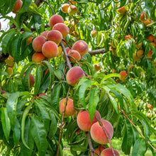 Ripe peach fruits hanging from contender peach tree branches in a leafy green tree, with soft orange-red peaches nestled among lush foliage.