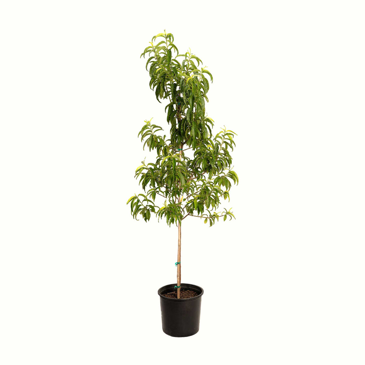 A potted young contender peach tree with green leaves and a bamboo stake, in a black plastic nursery pot, isolated on a white background.