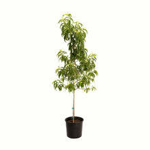 A potted young contender peach tree with green leaves and a bamboo stake, in a black plastic nursery pot, isolated on a white background.