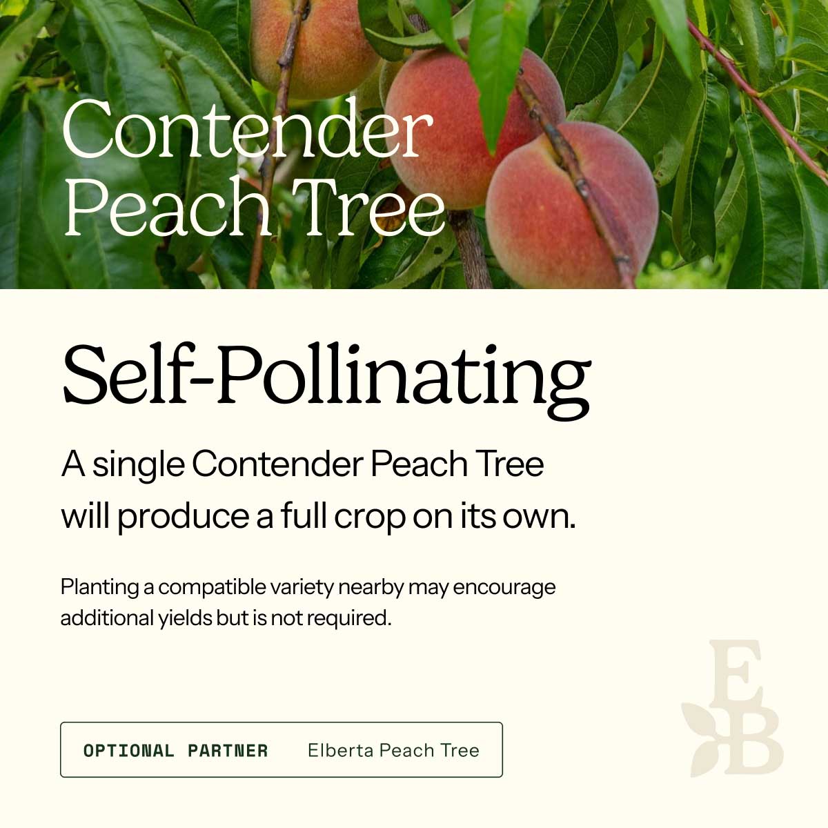 Informational graphic for a Contender Peach Tree, featuring a top photo of peaches and text stating it is self-pollinating and produces a full crop on its own.