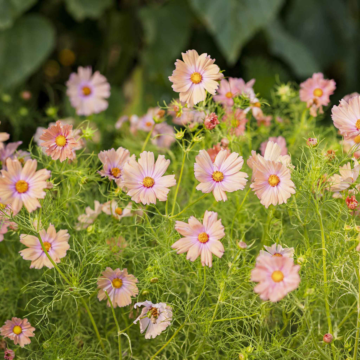 cosmos apricotta flowers in a field with a blurred background