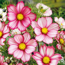 Pink and white cosmos candystripe flowers blooming against a blurred green background.