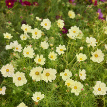A close-up view of a flowering garden with many lemonade cosmos flowers with yellow centers and green foliage.