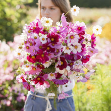 Pink and white cosmos organic sensation mix flowers held by a person outdoors.