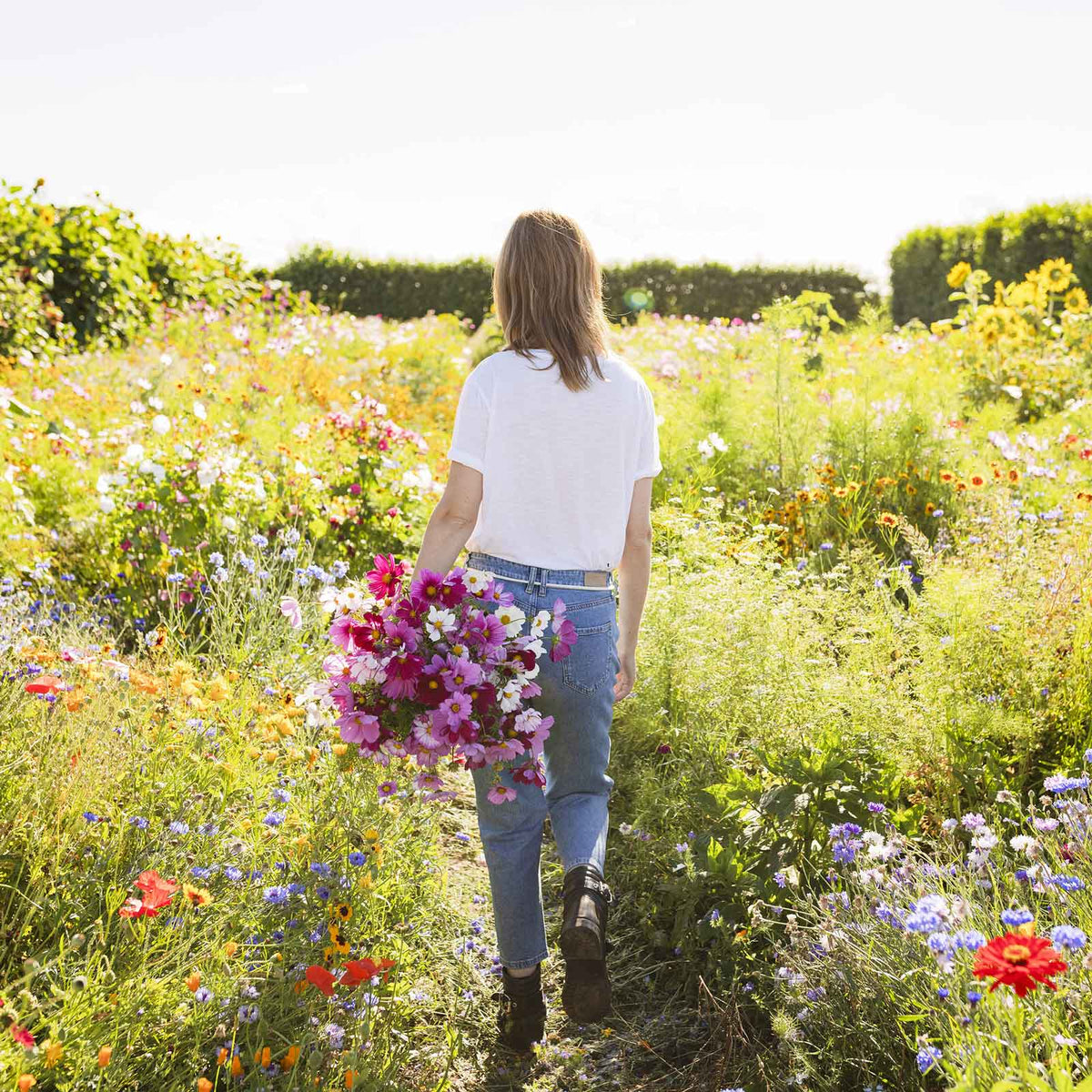 Pink cosmos organic sensation mix flowers blooming in a sunny open field.