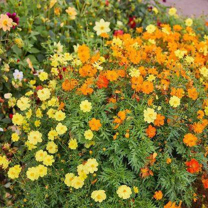 Yellow, orange, and red cosmos sulphur carpet mix flowers in a dense garden.