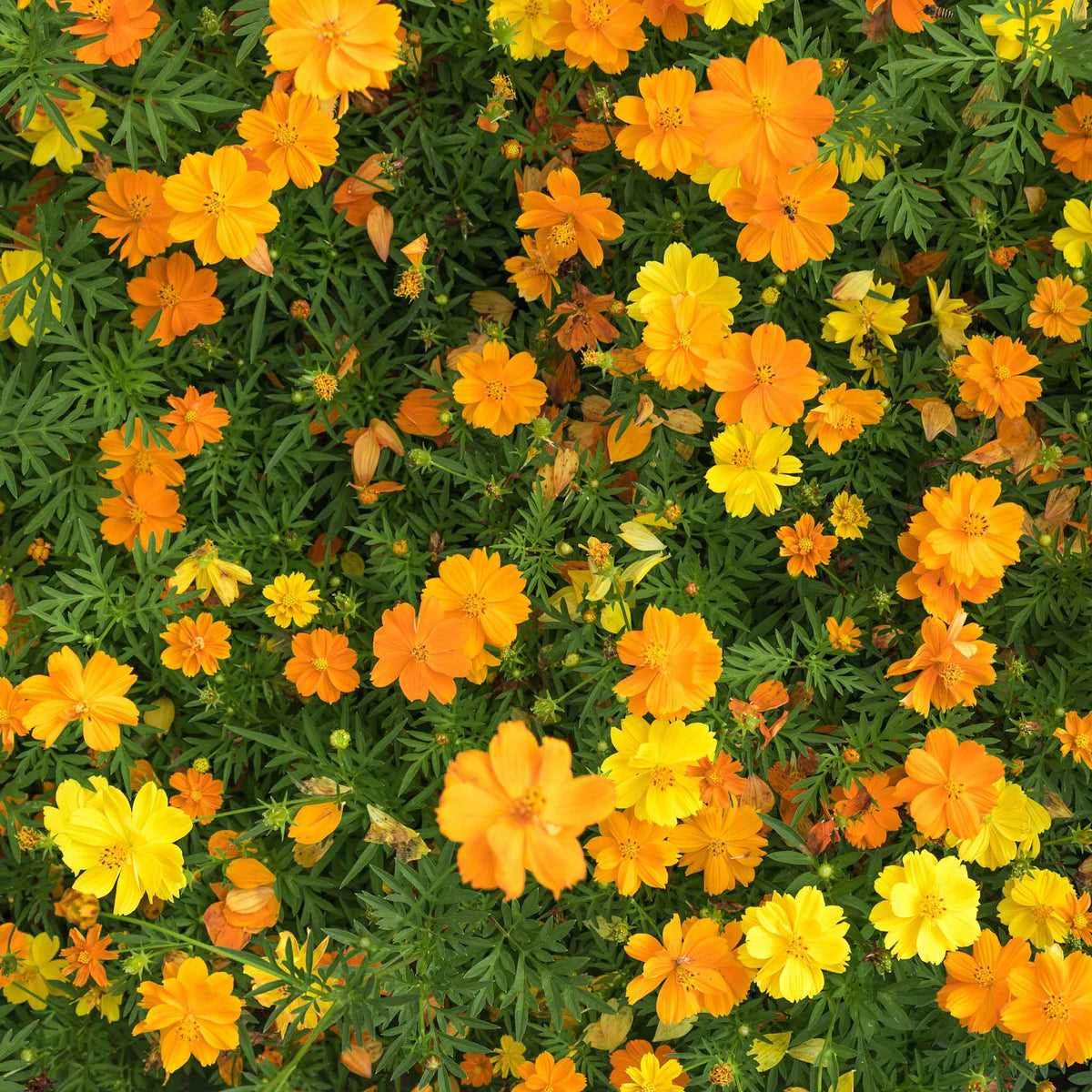 Yellow, orange, and red cosmos sulphur carpet mix flowers in a dense garden.
