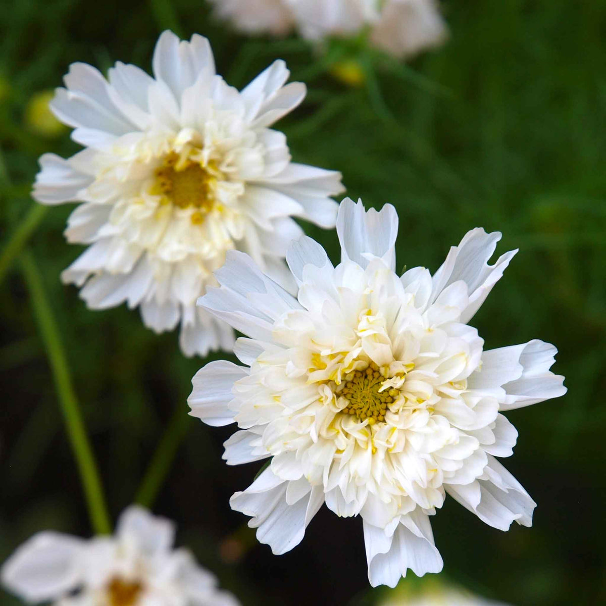 Close up of two Cosmos Double Click White Knight showing double blooms and yellow center