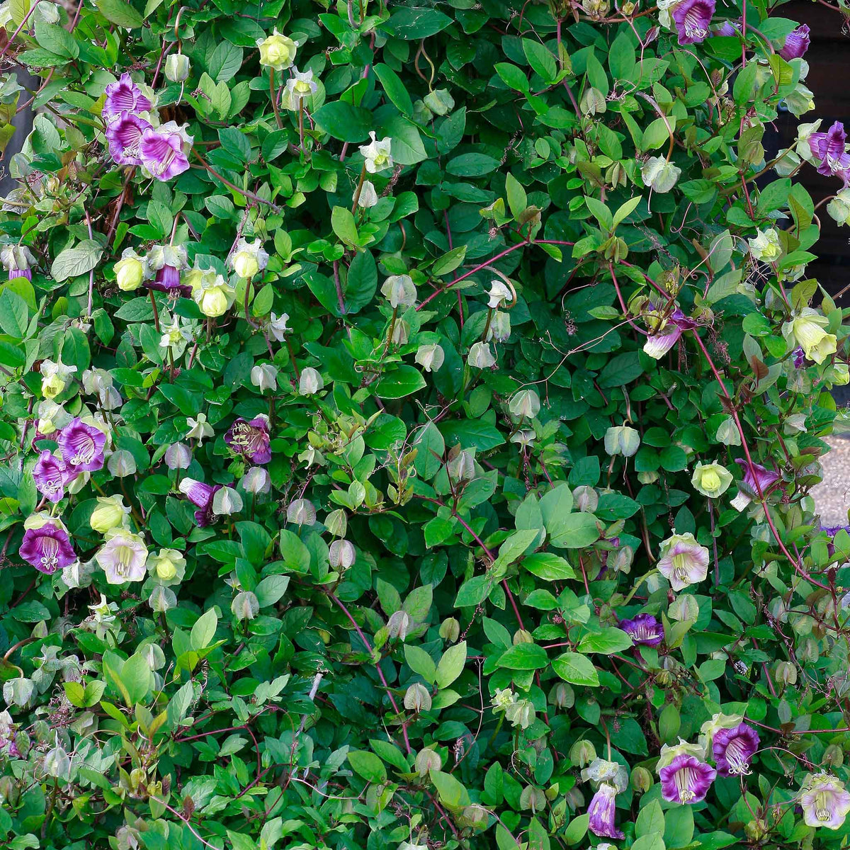Purple cup and saucer vine flower over a low green ground cover background.