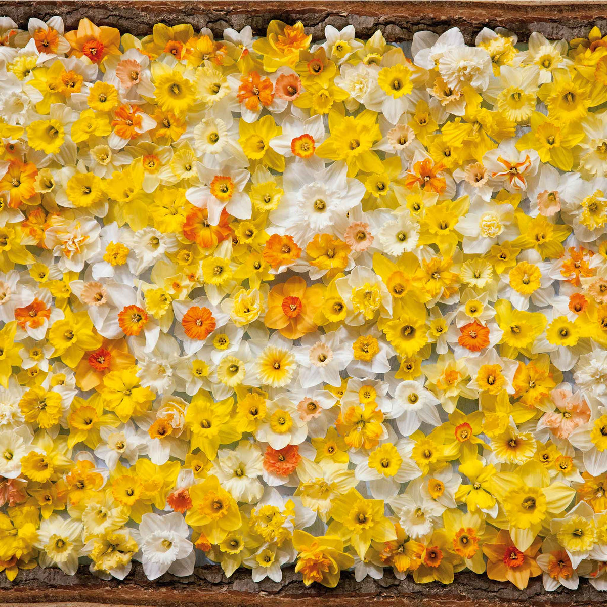 A wall of All Star Mix Daffodils with orange, yellow, and white blooms.