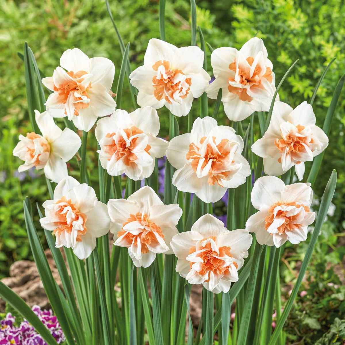 Vibrant Extravaganza daffodils with a ruffled trumpet stands against a blurry green background.