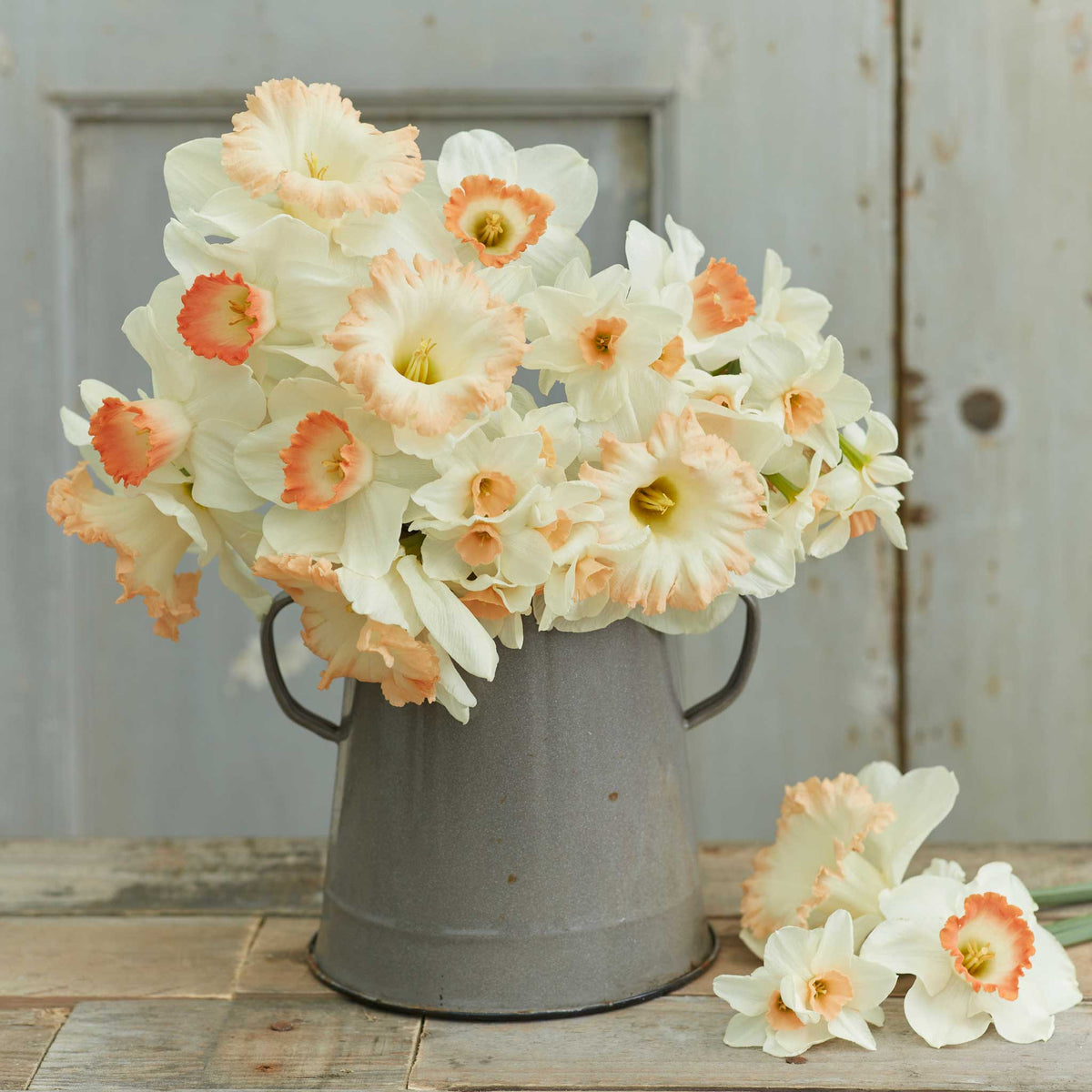 A bouquet of Pastel Charm Mix daffodils in a metal bucket showing it's vibrant colors.