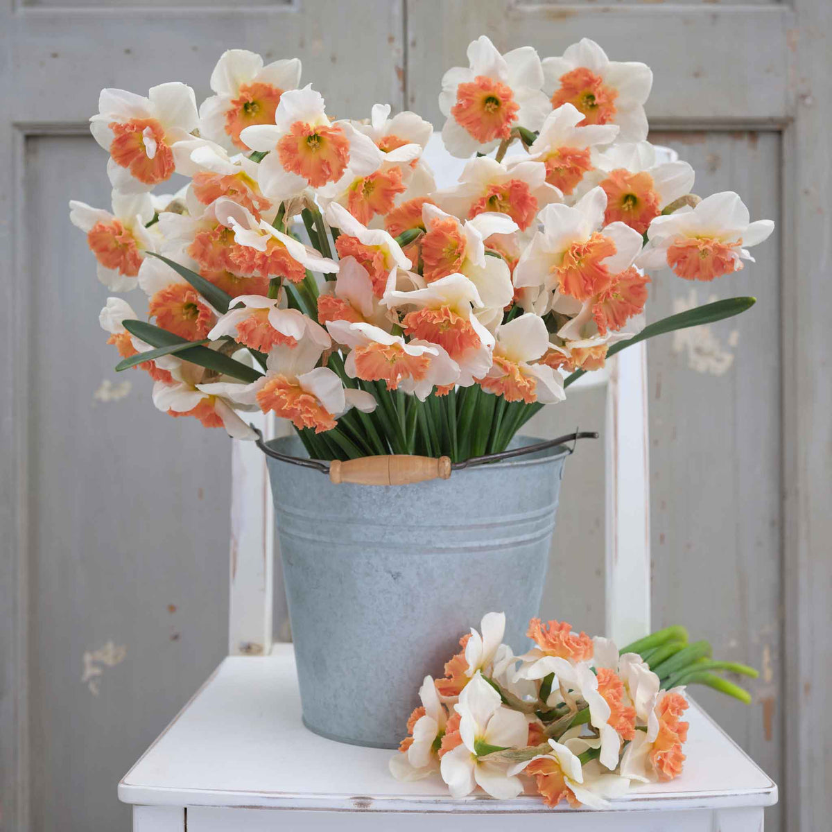 A bouquet of Precocious daffodil flowers against a neutral background.