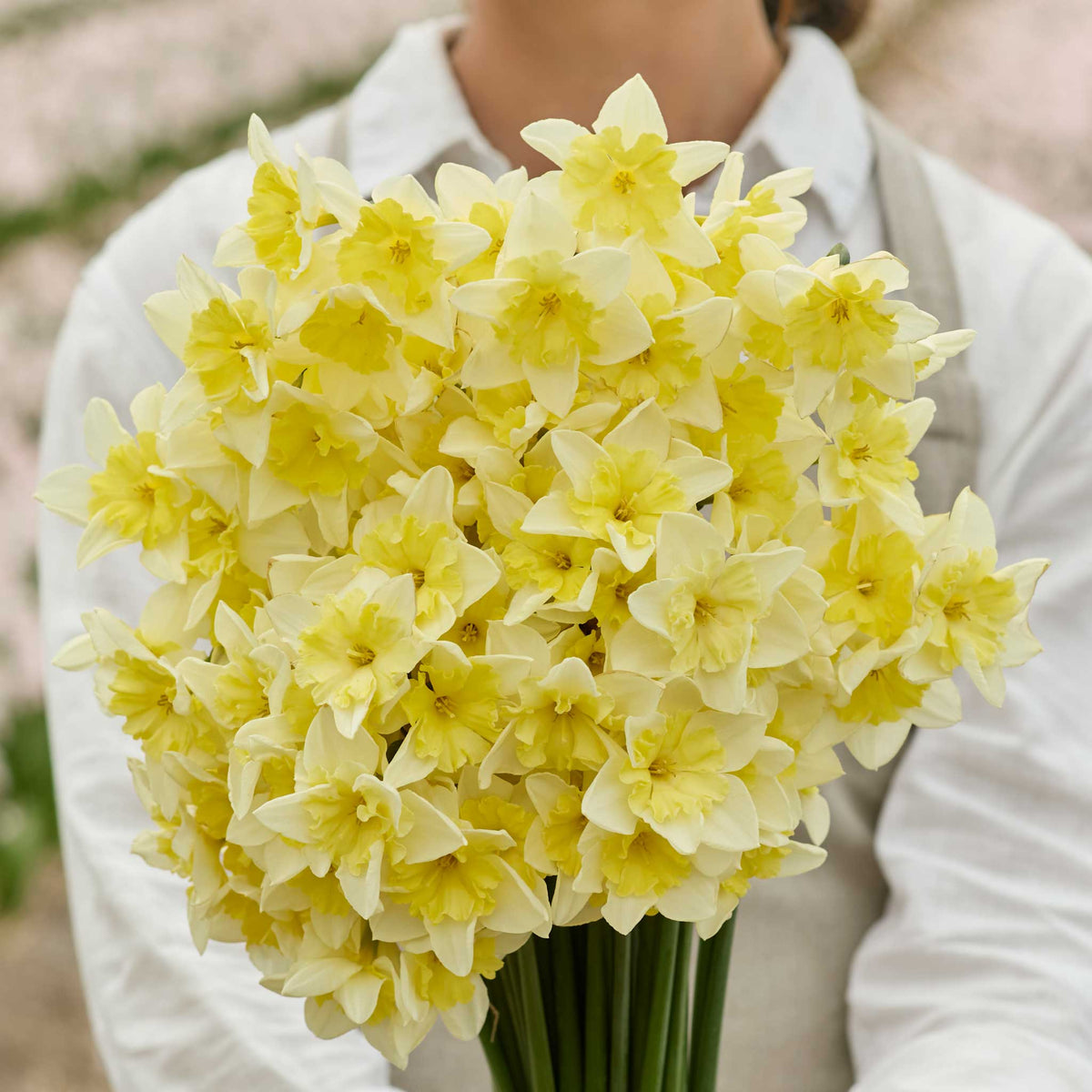 Bouquet of yellow prom dance daffodil flowers held by a person wearing a light gray coat.