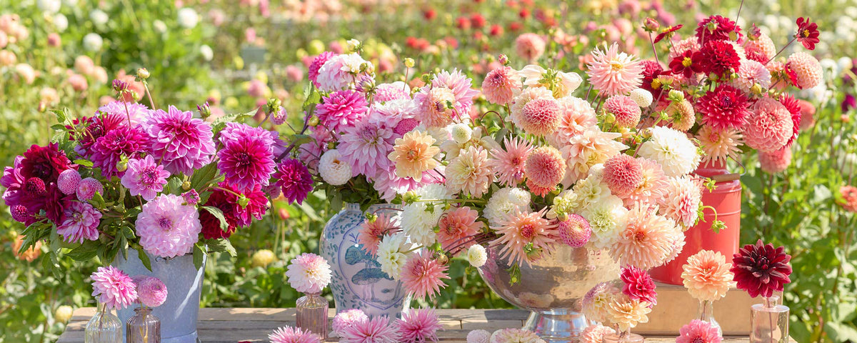 A large, vibrant floral arrangement of pink, red, and white dahlia-like flowers displayed in multiple colorful vases on a wooden table, set against a soft-focus background of a green field.