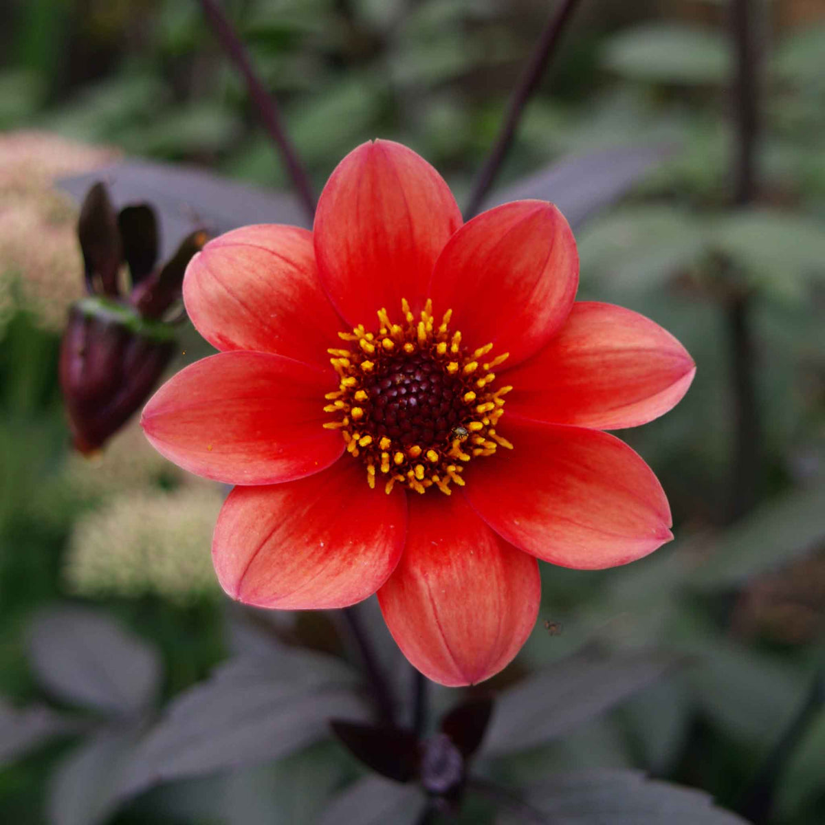 Deep red dahlia bishops children flower against a blurred dark foliage background.