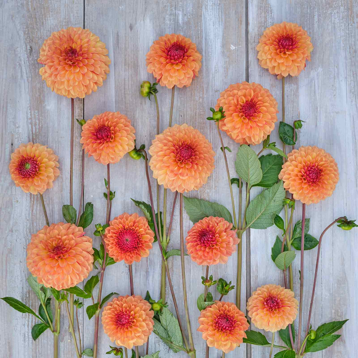 Bonanza Dahlias freshly picked displayed on a wooded surface.