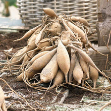 A cluster of dahlia tubers with dirt on the ready for planting.