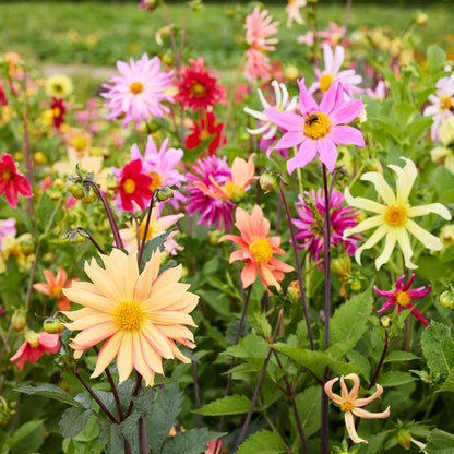 Colorful  dahlia cactus flowered hybrid mix flowers in a garden setting with a bee on a pink flower.
