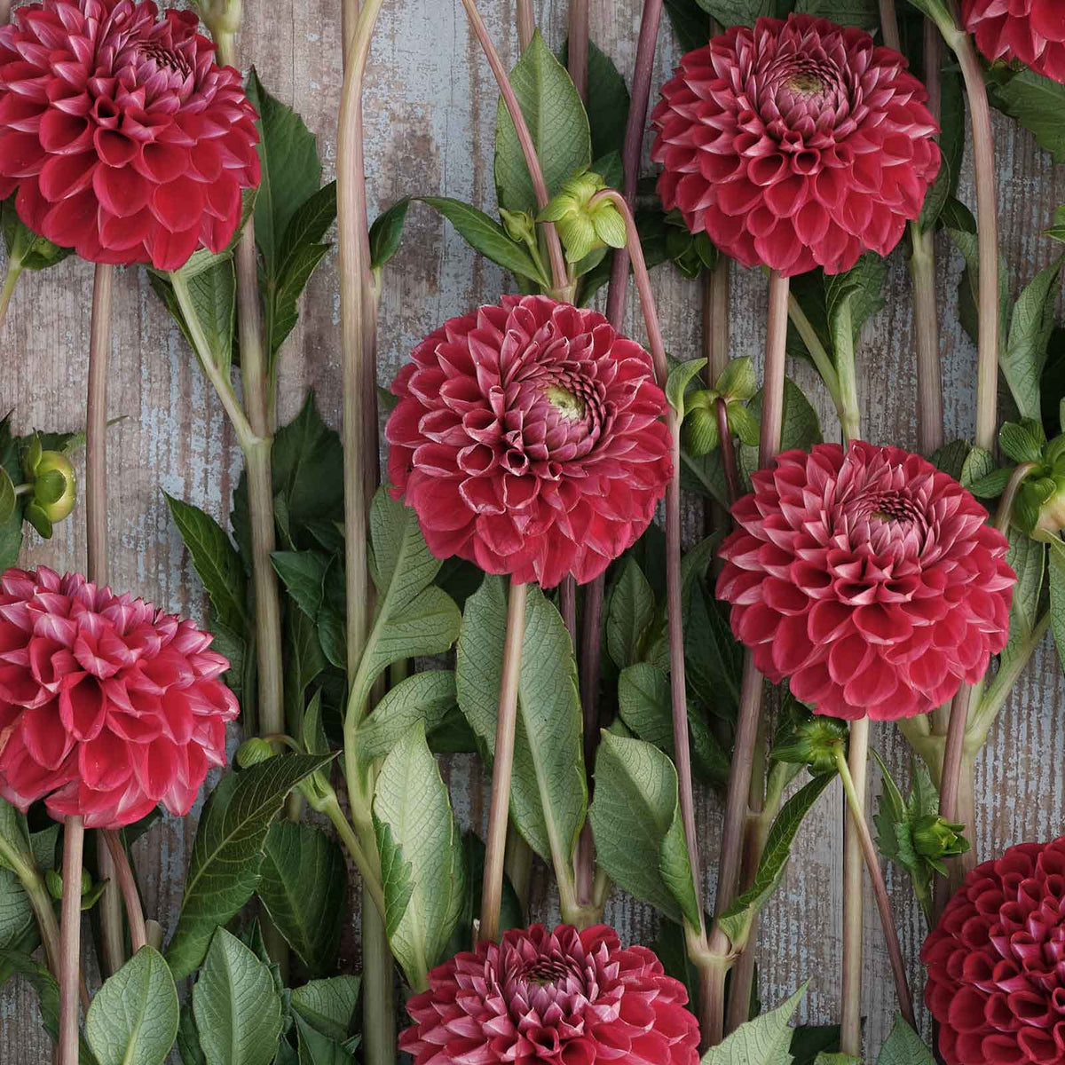 A close-up of Cornel Dahlias freshly picked displayed on a wooded surface.