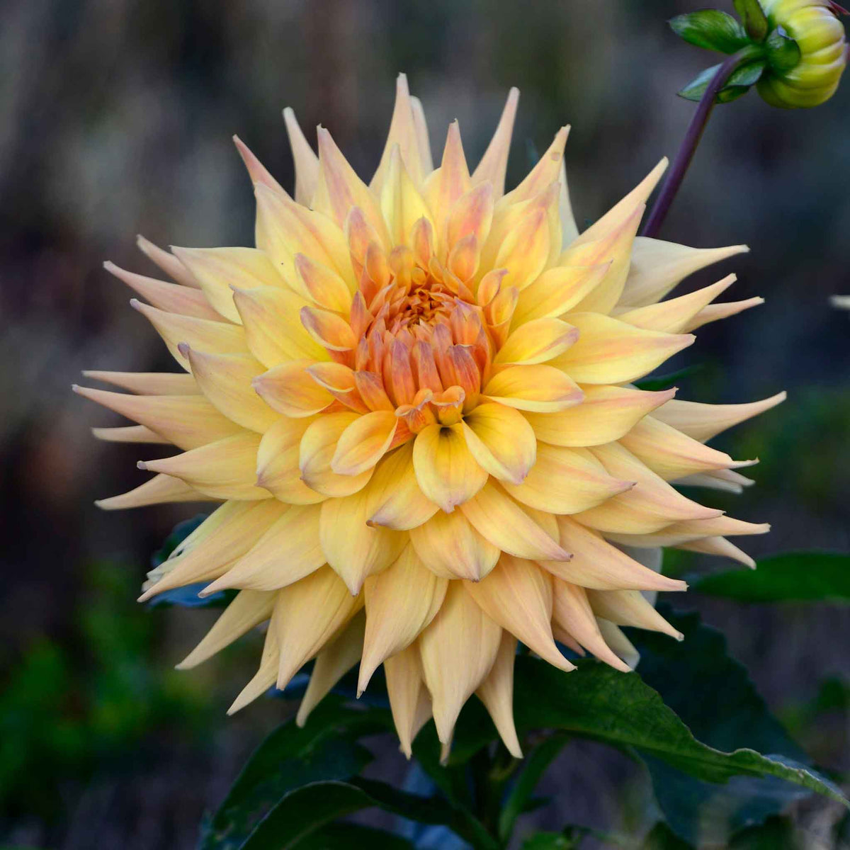 Two yellow penhill autumn shades flowers with a blurred natural background
