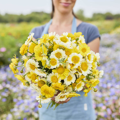 A person in a blue apron holds a large bouquet of garland flower daisy flowers in a garden with blurred green foliage in the background.