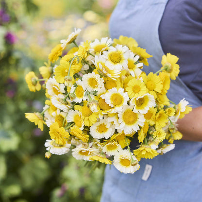 A person in a blue apron holds a large bouquet of garland flower daisy flowers in a garden with blurred green foliage in the background.