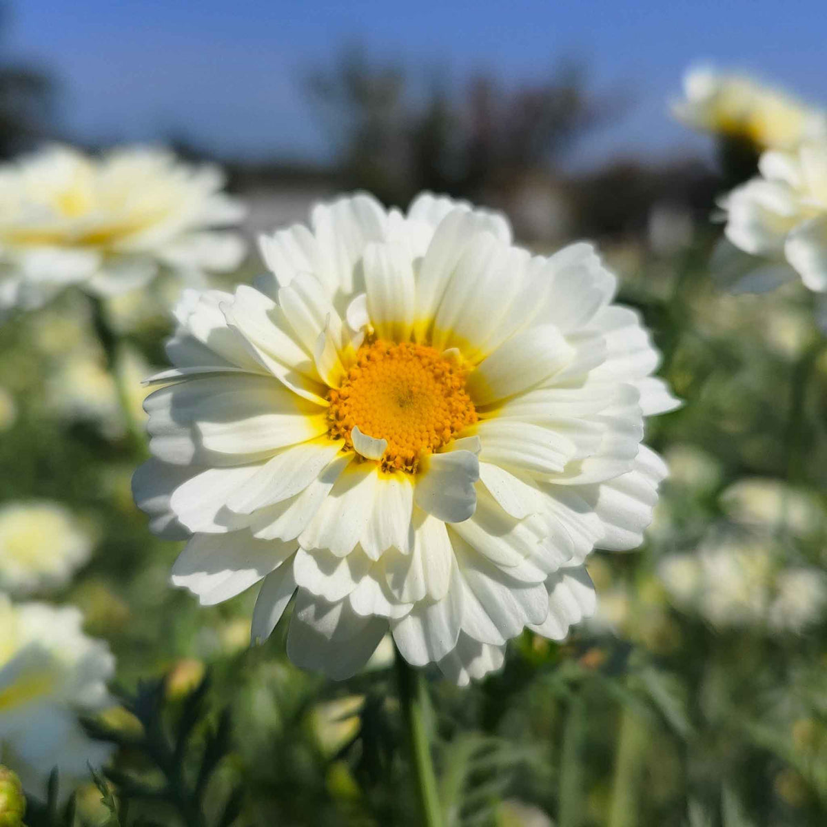 Yellow daisy garland double mix flower with orange center against a blurred green background.
