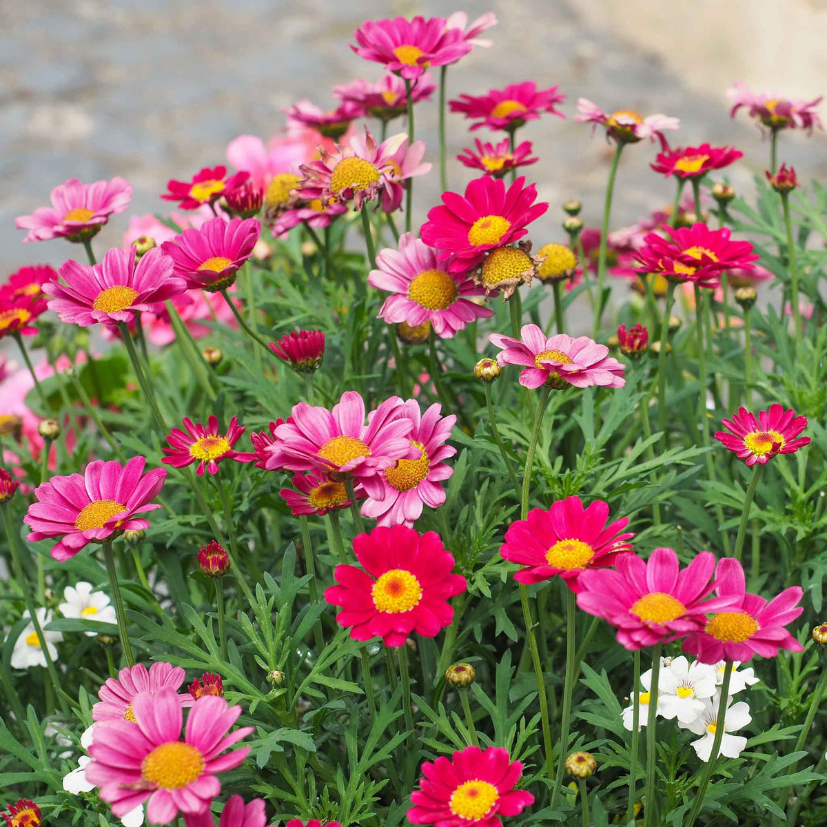 Red, orange, and yellow daisy robinsons giant mix flowers in a bright garden.