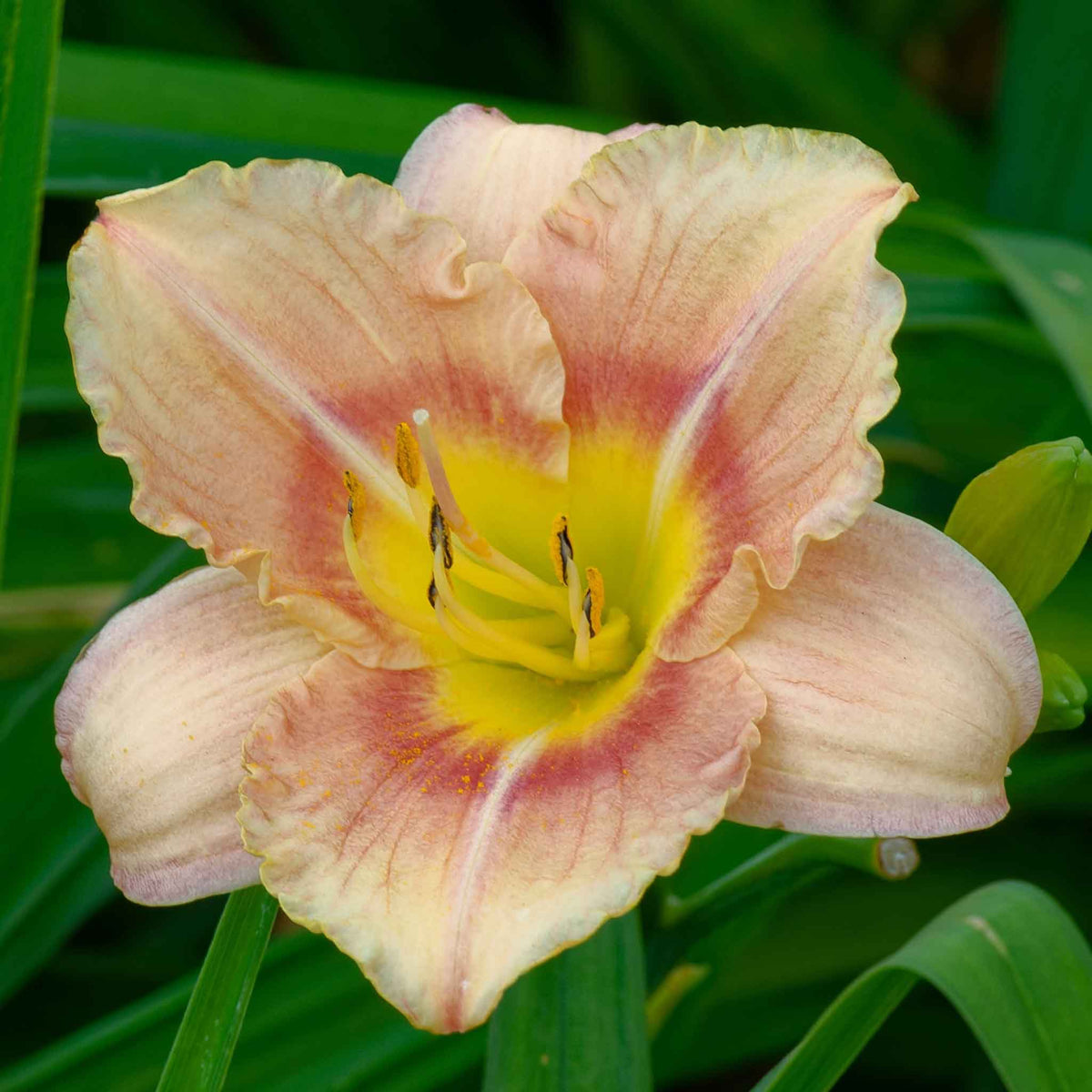 A close-up shot of a single Fragrant Rebloomer Mix Daylily flower, showcasing its delicate petals and vibrant colors.