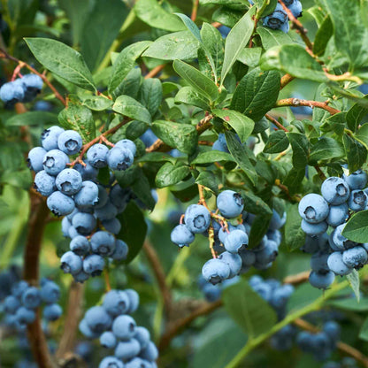 Clusters of ripe blueberries hanging from leafy green duke blueberry bushes in a garden setting.