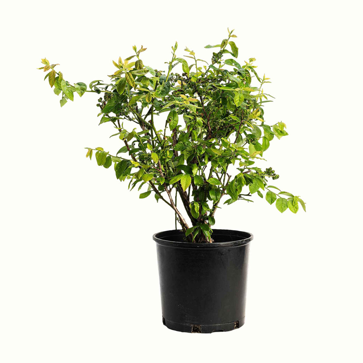 A potted young duke blueberry bush with green leaves in a black plastic nursery pot, isolated on a white background.