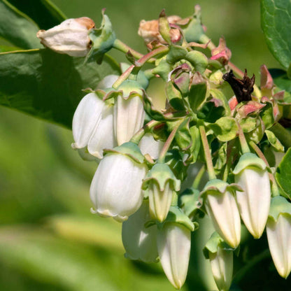 Close-up of white bell-shaped blueberry flowers hanging from a green leafy duke blueberry bush, with blurred green foliage in the background.