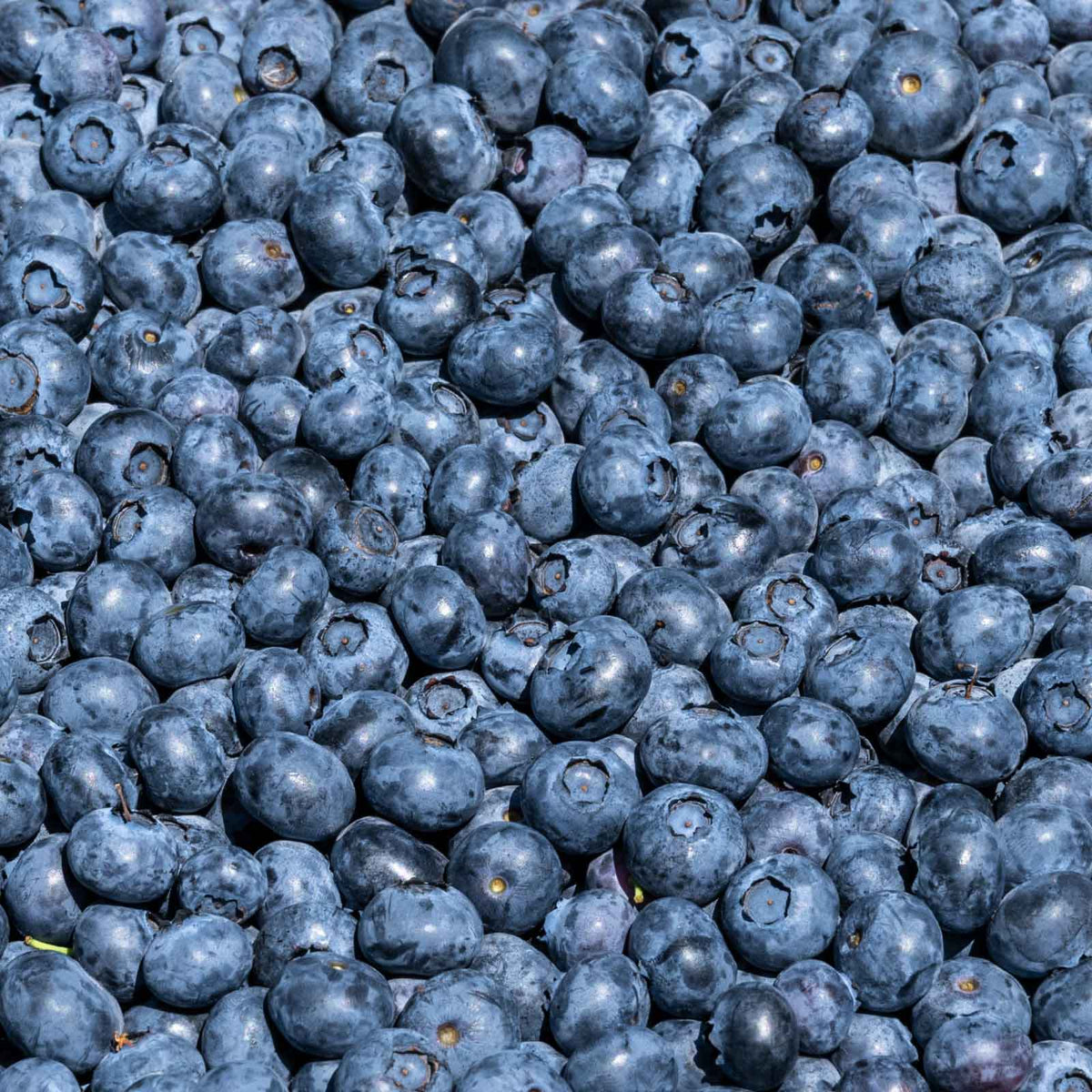 A close-up, top-down view of a dense pile of fresh duke blueberries filling the entire frame.