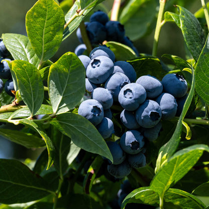 A close-up of a cluster of ripe, dark blue blueberries growing on a leafy green duke blueberry bush in natural sunlight.