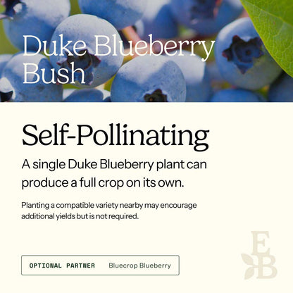 Informational graphic for a Duke Blueberry Bush, featuring a top photo of blueberries and text stating it is self-pollinating and produces a full crop on its own.